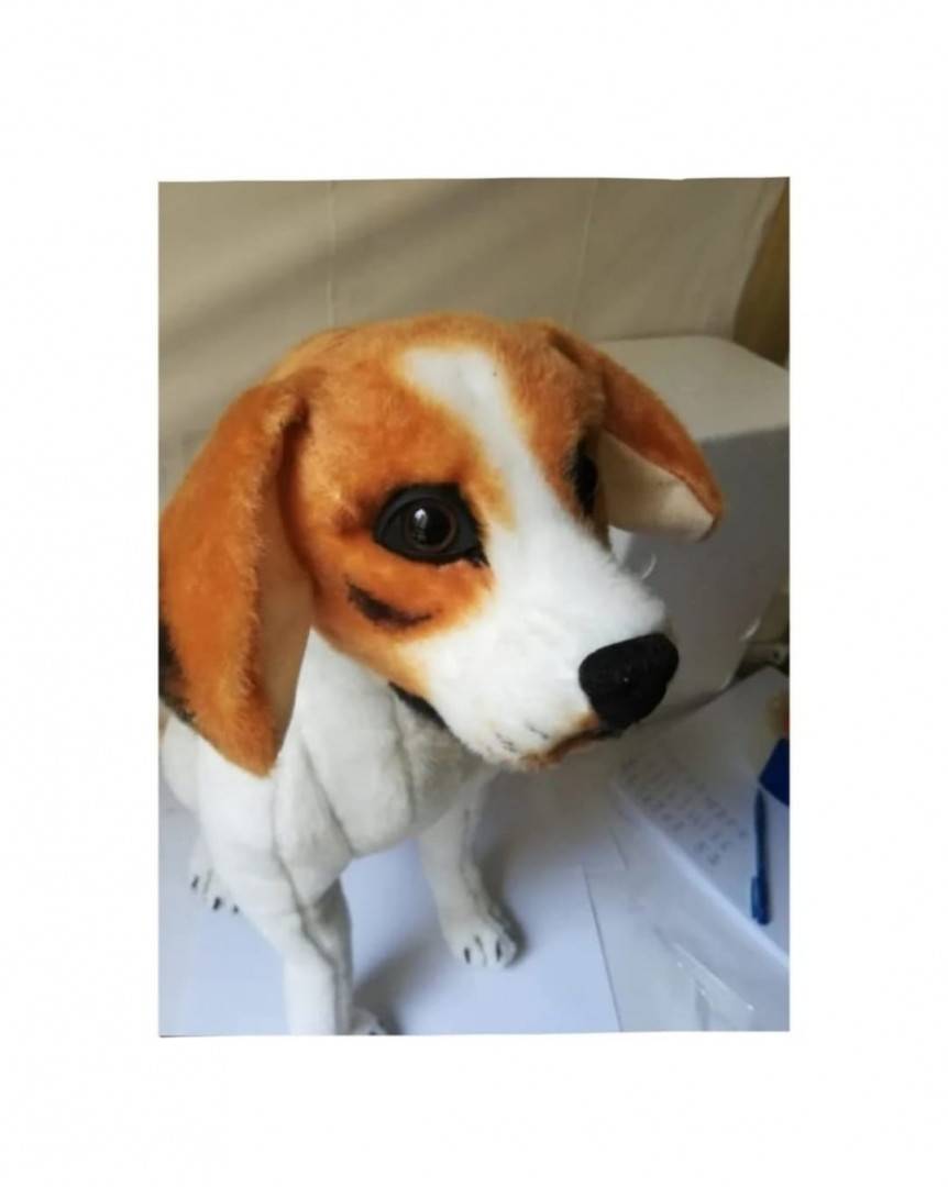 Catel de plus realist, Beagle, maro/alb, 45 cm